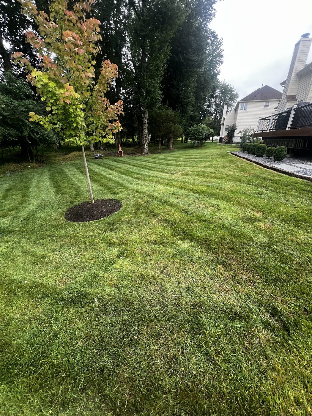 Freshly mowed striped backyard lawn with a newly planted, mulched tree by NJ Bull